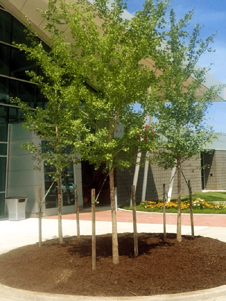 Freshly planted & mulched tree in front of commercial building