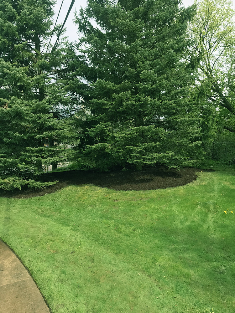 Freshly mowed & fertilized lawn & mulched trees